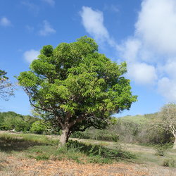 palu di mango