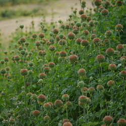 yerba di kèrkhóf