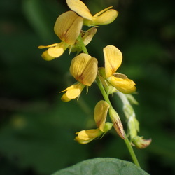 yerba di lagadishi