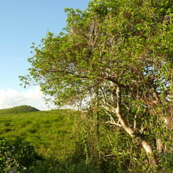 palu di sia blanku