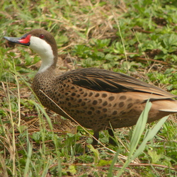 patu di aña