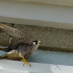 falki peregrino