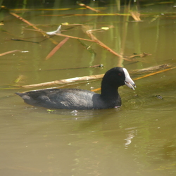 patu chokwèkwè