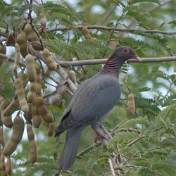 blauduif