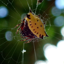 araña